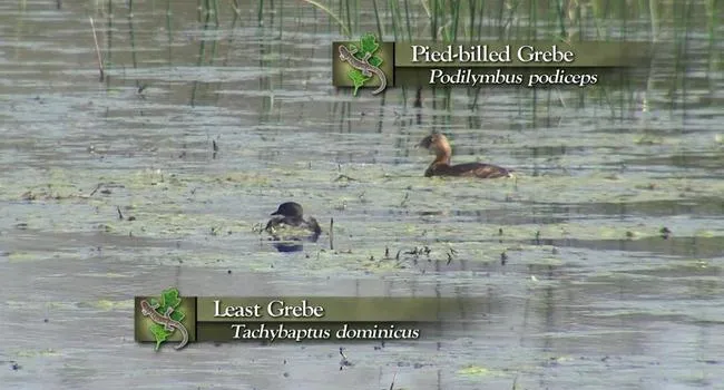 Least Grebe | Expeditions Shorts