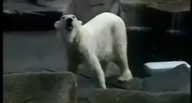 Polar Bear | SciShorts in Spanish Beginner