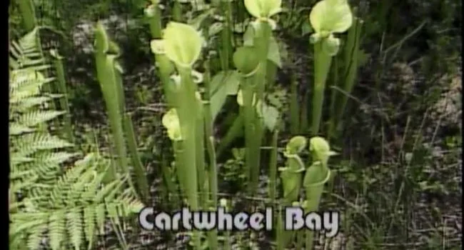 Cartwheel Bay (S.C.) Stop 1 - Ferns, Pitcher Plants and Indigo