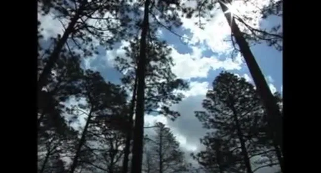 Longleaf Pine Habitat | Pee Dee Explorer