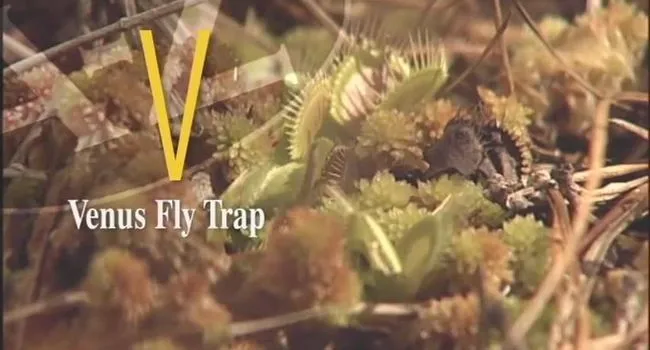 V Is for Venus Fly Trap | South Carolina from A to Z