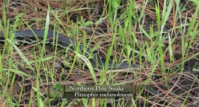 Northern Pine Snake | Expeditions Shorts