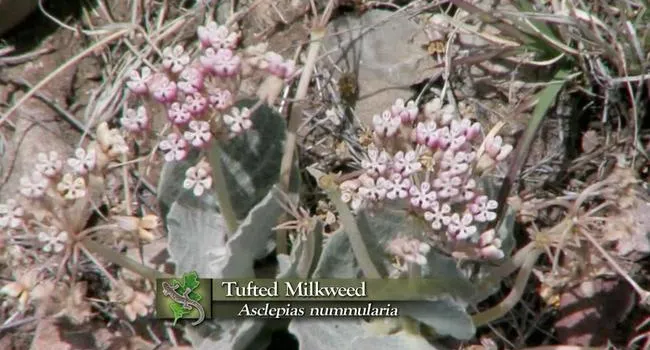 Tufted Milkweed | Expeditions Shorts