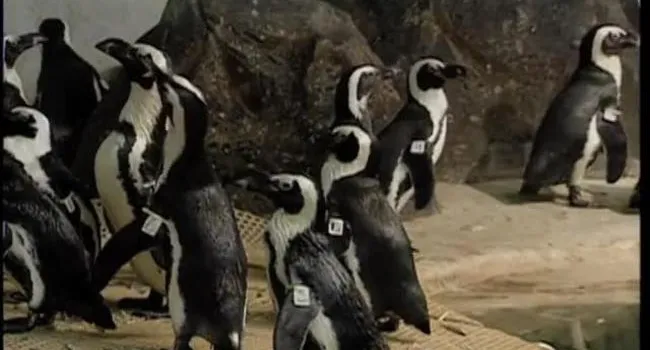 African Penguin | Zoo Minutes