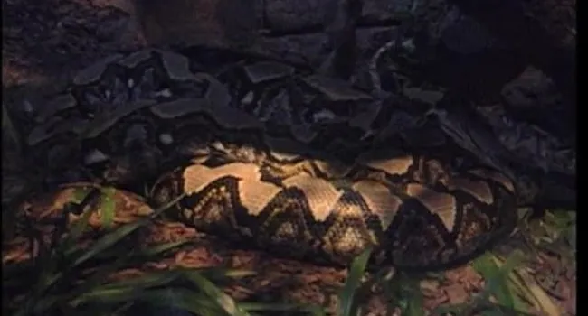 Reticulated Python | Zoo Minutes