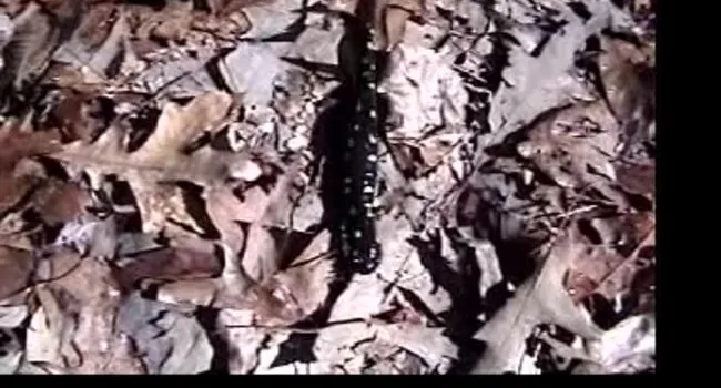 Spotted Salamander | The Cove Forest