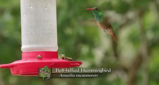 Buff-Bellied Hummingbird And Red-Naped Sapsucker | Expeditions Shorts
