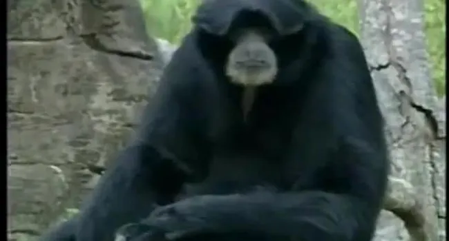 Siamang | SciShorts in French Intermediate