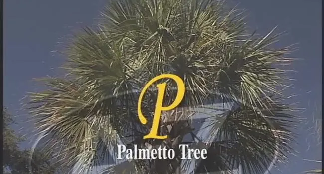 P Is for Palmetto Tree | South Carolina from A to Z