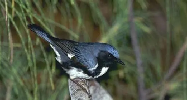 Black-Throated Blue Warbler | The Cove Forest