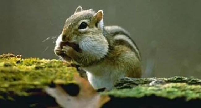 Eastern Chipmunk | The Cove Forest