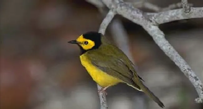 Hooded Warbler | The Cove Forest
