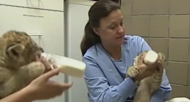 Zoo worker feeding lion cub