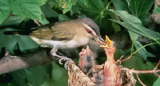Red-Eyed Vireo | The Cove Forest