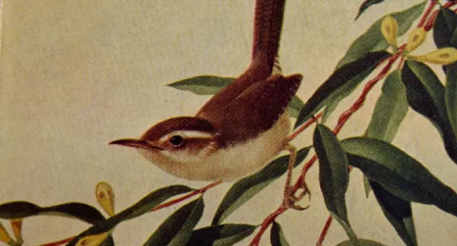 The Yellow Jessamine and Carolina Wren | History of SC Slide Collection
