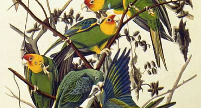 The Carolina Parrot | History of SC Slide Collection