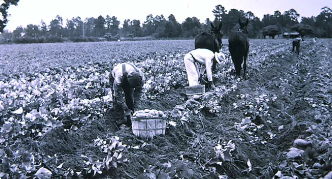 Workers Harvest Sugar Yams | History of SC Slide Collection