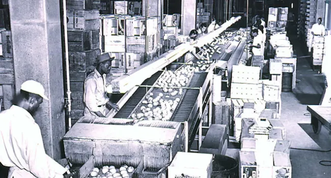 Men Work in Packing Plant Sorting Tomatoes | History of SC Slide Collection