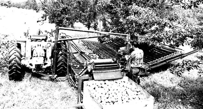 Mechanical Apple Harvesting Machine at Work | History of SC Slide Collection