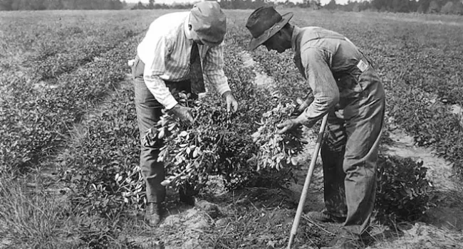 A County Agent Inspects a Peanut Farmer's Crop | History of SC Slide Collection