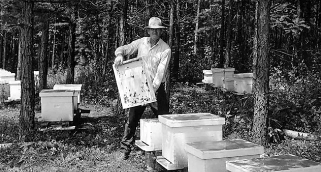 A Beekeeper Tends His Hives | History of SC Slide Collection