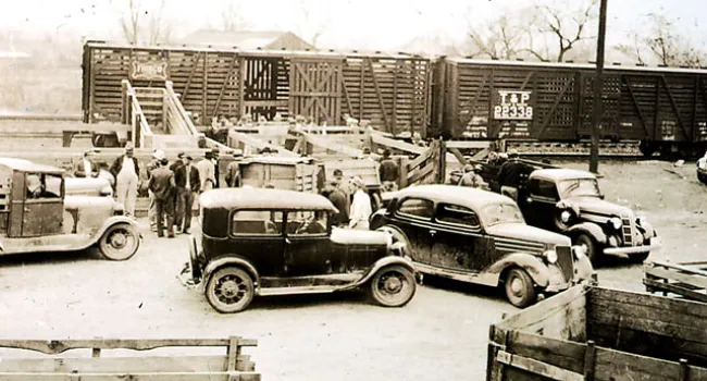 Co-op Hog Shipment Day at Kingstree | History of SC Slide Collection