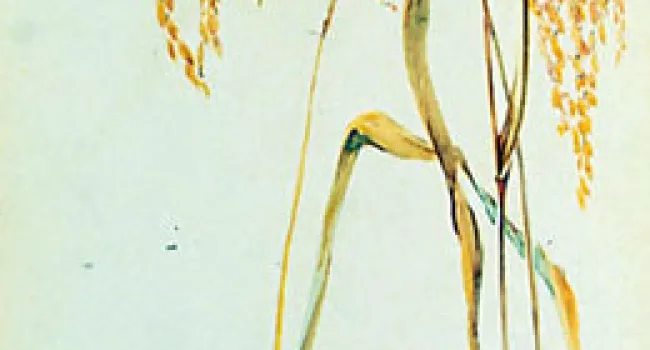 Alice Huger Ravenel Smith Watercolor Painting of Carolina Gold Rice | History of SC Slide Collection