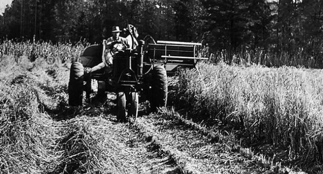 Harvesting Rice Using Modern Methods and a Tractor | History of SC Slide Collection