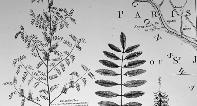 Successful Cultivation of Indigo by Eliza Lucas | History of SC Slide Collection