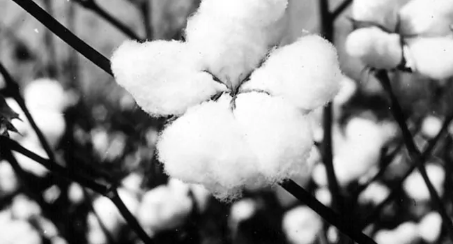 Ripened Bolls of Short-Staple Cotton | History of SC Slide Collection