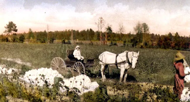 A Cotton Field During Harvesting in Aiken | History of SC Slide Collection
