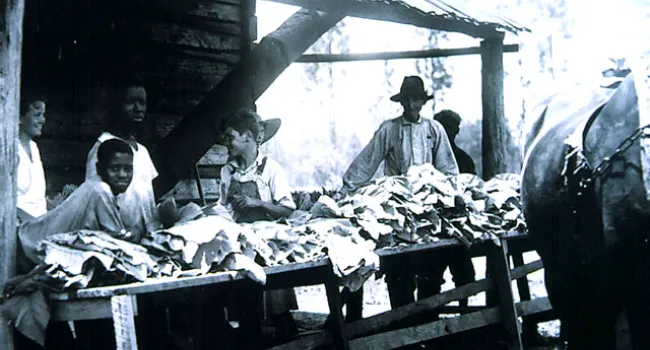 Sorting and Stringing Tobacco | History of SC Slide Collection