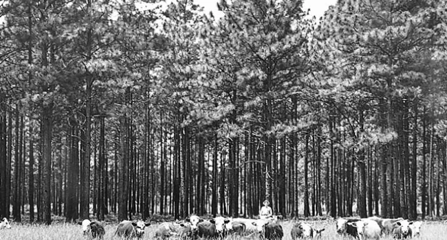 Timber | History of SC Slide Collection