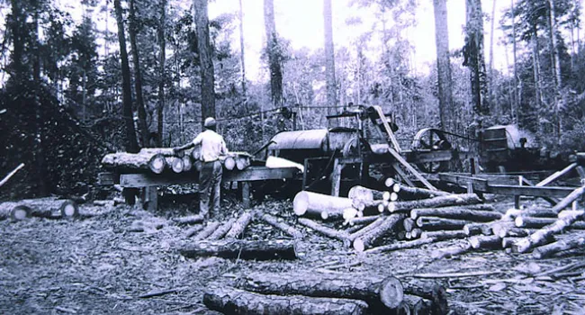 Cooper River Timber Company | History of SC Slide Collection
