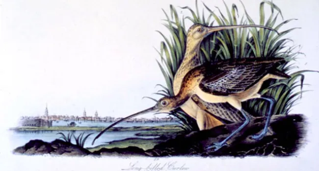 Long Billed Curlews By James Audubon | History Of SC Slide Collection