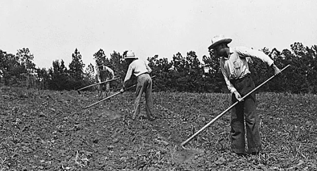 African American Laborers Cultivating with Hoes | South Carolina's African American Heritage
