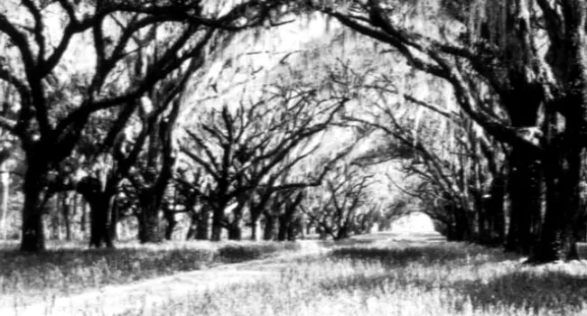 Double Avenue Of Oaks At Heyward Plantation | History of SC Slide Collection