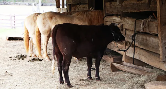 Work Barn & Farm Animals | Historic Brattonsville