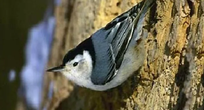 White-Breasted Nuthatch | The Cove Forest