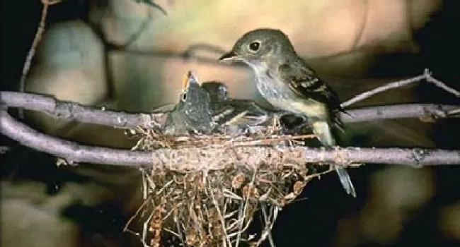 Acadian Flycatcher | The Cove Forest