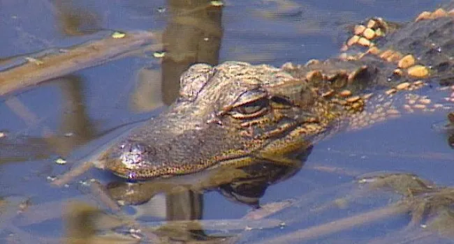 Alligator | Bulls Island Natural Area (S.C.)