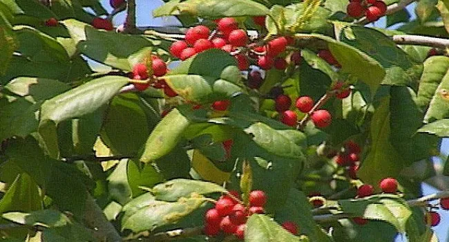 American Holly | Bulls Island Natural Area (S.C.)