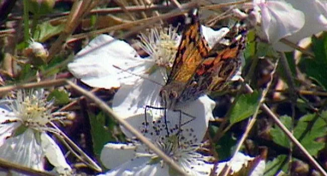 American Painted Lady | Bulls Island Natural Area (S.C.)
