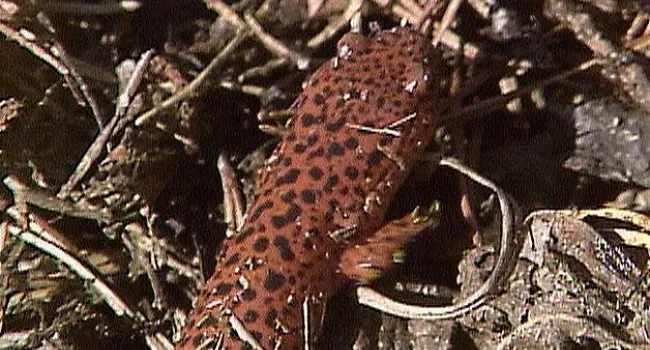 Black Chinned Red Salamander | Appalachian Cove (S.C.) | NatureScene