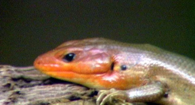 Broad Headed Skink | Congaree National Park (S.C.)