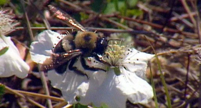 Bumblebee | Bulls Island Natural Area (S.C.)
