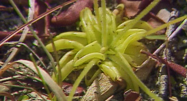 Butterwort | Cartwheel Bay (S.C.)