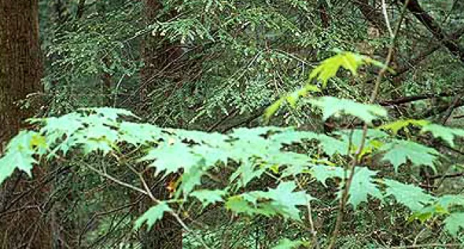 A Coniferous and Flowering Tree | The Cove Forest