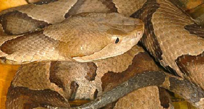 Copperhead | The Cove Forest