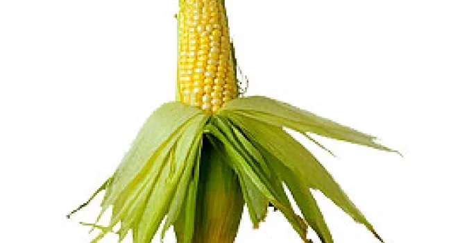 Corn or Maize | Periscope